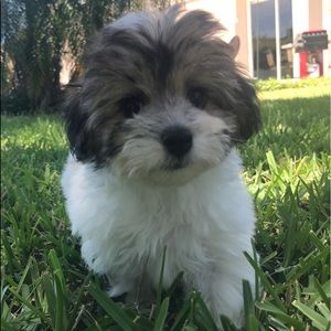 Meet your Posher, Shannon